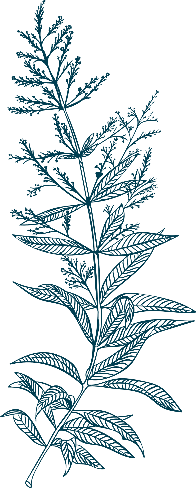 Lemon verbena