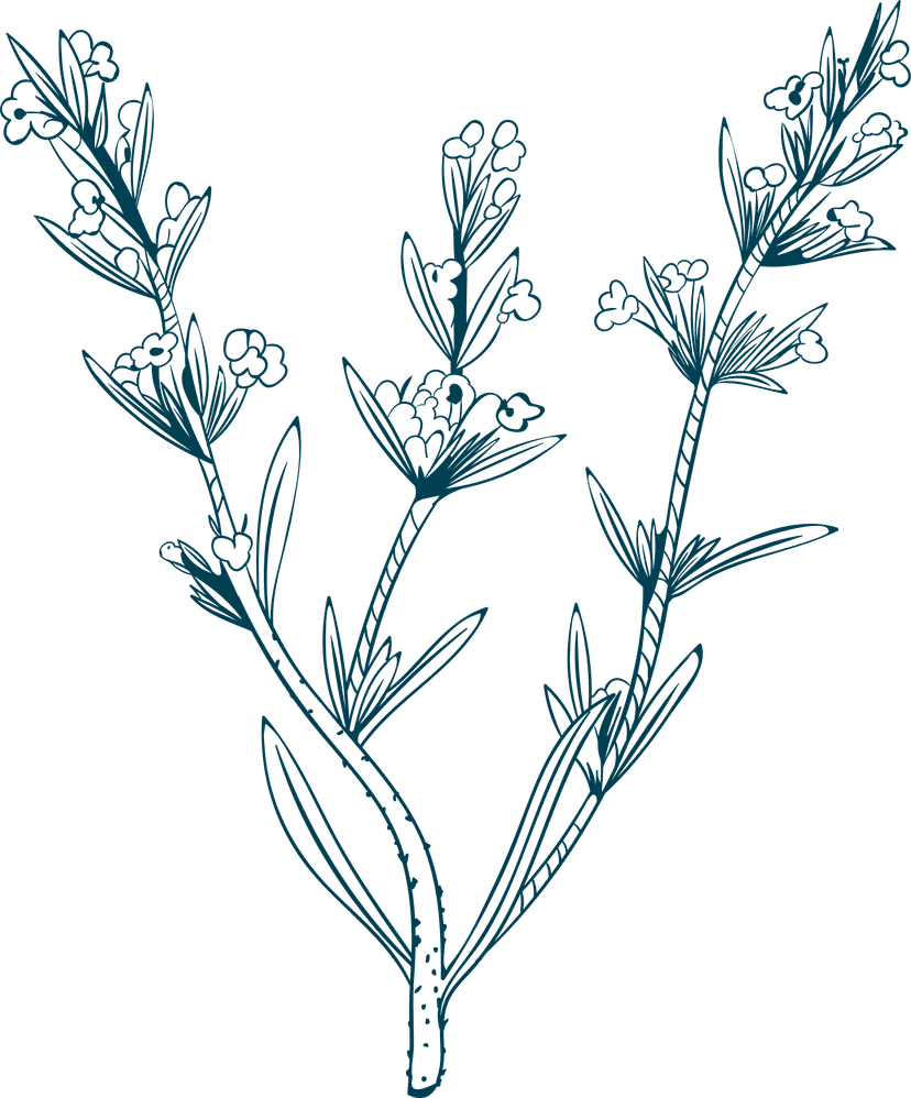 Sage