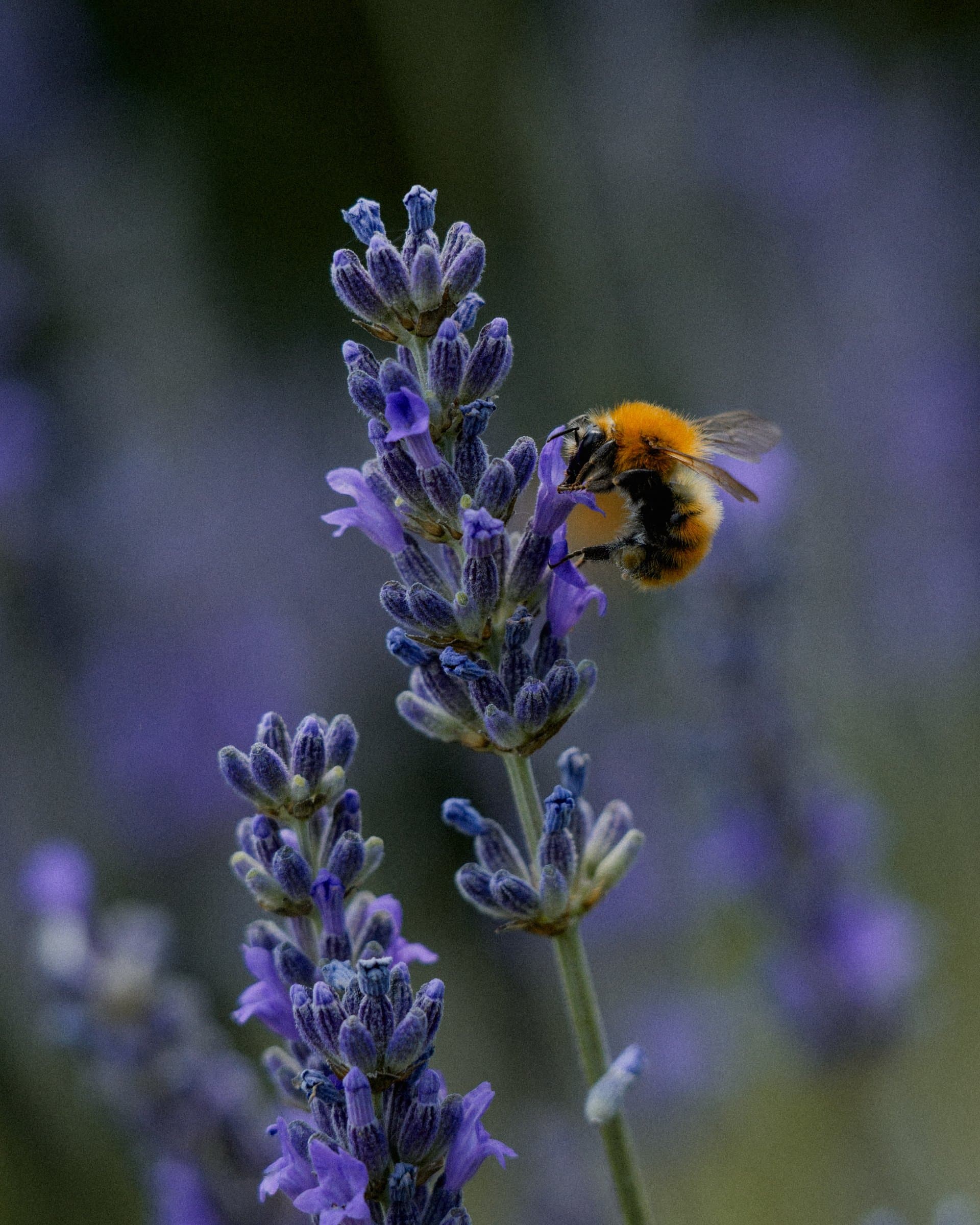 Lavender in bloom with a bee, grown in Tuscany
